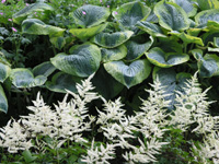 Astilbe Deutschland.jpg_s.jpg